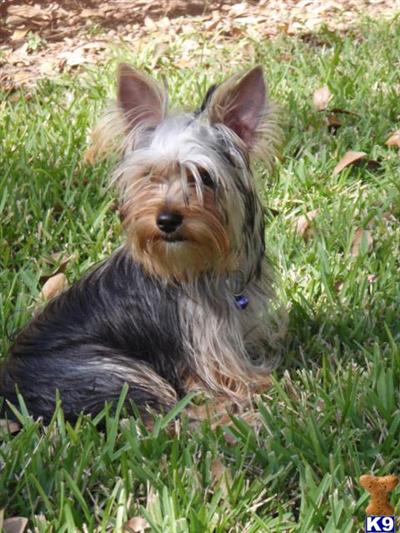 Yorkshire Terrier Puppies in TX